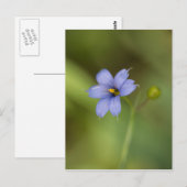 Blauw gras Wildbloem Briefkaart (Voorkant / Achterkant)