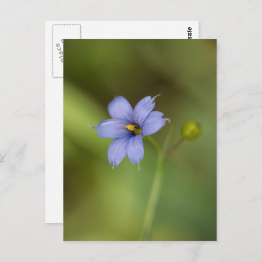 Blauw gras Wildbloem Briefkaart (Voorkant / Achterkant)