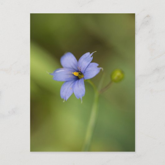 Blauw gras Wildbloem Briefkaart (Voorkant)