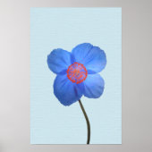 Blauw Himalayan Poppy Flower Poster afdrukken (Voorkant)