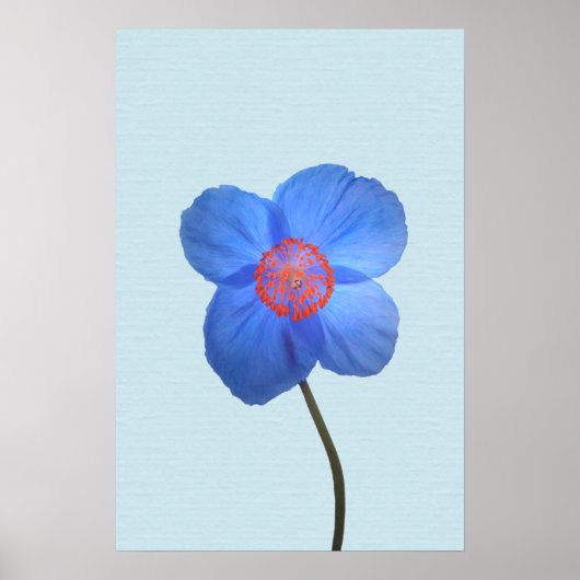 Blauw Himalayan Poppy Flower Poster afdrukken (Voorkant)