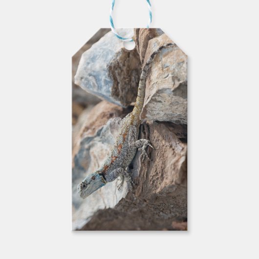 Blauw hoofd Agama Cadeaulabel (Voorkant)