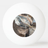 Blauw hoofd Agama Pingpongbal (Voorkant)