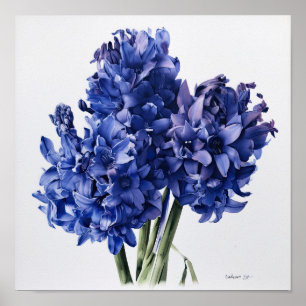 Blauw Hyacint Bloemenkunst Print Poster