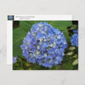 Blauw - Hydrangea Briefkaart (Voorkant / Achterkant)