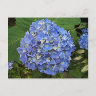 Blauw - Hydrangea Briefkaart