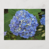 Blauw - Hydrangea Briefkaart (Voorkant)