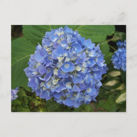 Blauw - Hydrangea Briefkaart (Voorkant)