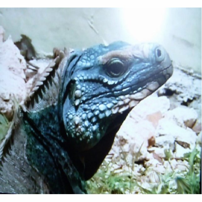 Blauw-Iguana, de wereld rastert de hagedis, die aa Fotobeeldje Sleutelhanger (Voorkant)