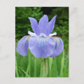 blauw Indigosiberiaans Iris Bloom Briefkaart (Voorkant)