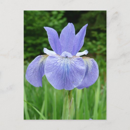 blauw Indigosiberiaans Iris Bloom Briefkaart (Voorkant)