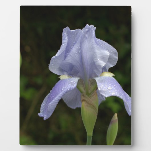  Blauw Iris Floral Raindrops EASEL Fotoplaat (Voorkant)