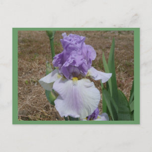 Blauw irisbriefkaart. briefkaart