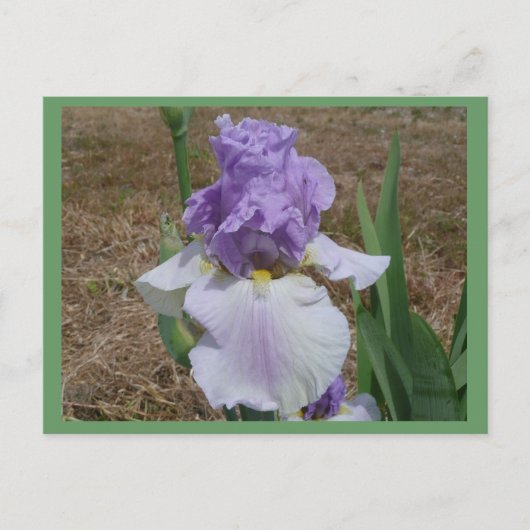 Blauw irisbriefkaart. briefkaart (Voorkant)