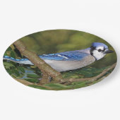 Blauw Jay Paper-Borden Papieren Bordje (Gekanteld)