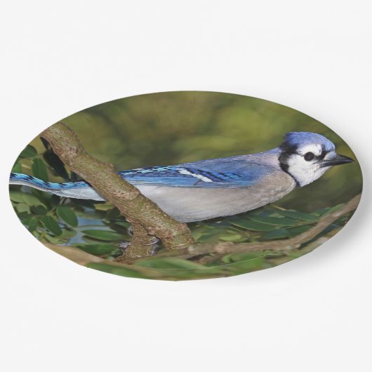 Blauw Jay Paper-Borden Papieren Bordje (Gekanteld)
