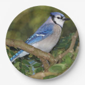 Blauw Jay Paper-Borden Papieren Bordje (Voorkant)