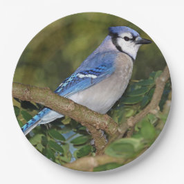 Blauw Jay Paper-Borden Papieren Bordje