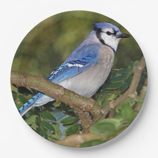 Blauw Jay Paper-Borden Papieren Bordje (Voorkant)