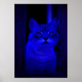 Blauw Kat Poster (Voorkant)