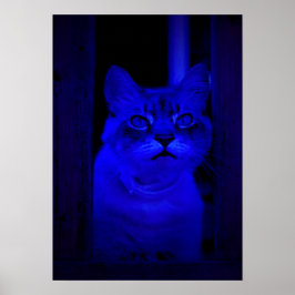 Blauw Kat Poster