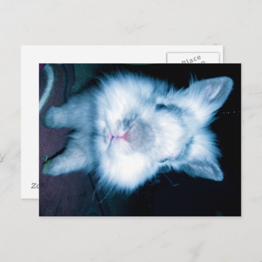 blauw konijn briefkaart (Voorkant / Achterkant)