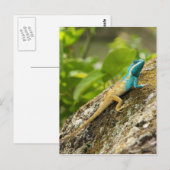Blauw-kuif Hagedis Calotes Mystaceus Briefkaart (Voorkant / Achterkant)