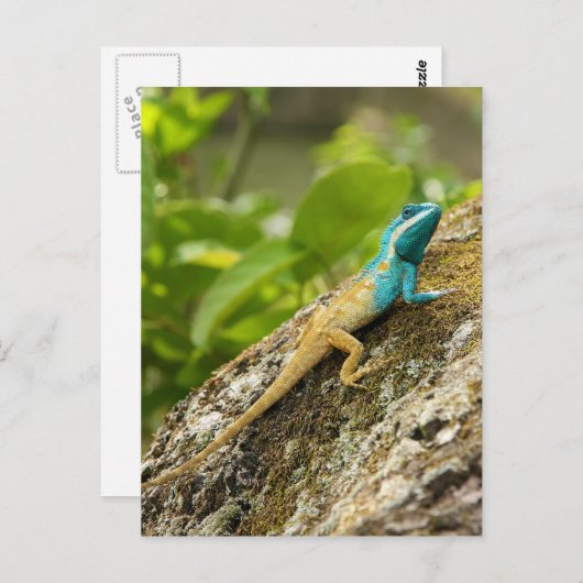 Blauw-kuif Hagedis Calotes Mystaceus Briefkaart (Voorkant / Achterkant)