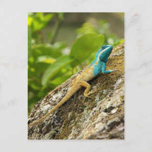 Blauw-kuif Hagedis Calotes Mystaceus Briefkaart