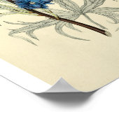 blauw-larkspurventiel poster (Hoek)