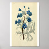  blauw-larkspurventiel poster (Voorkant)
