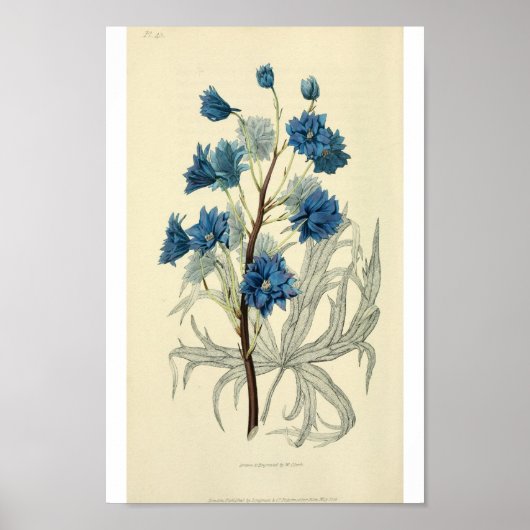 blauw-larkspurventiel poster (Voorkant)