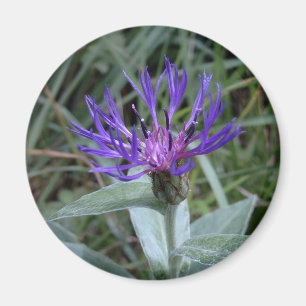 Blauw Magneet