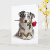 Blauw Merle Aussie Valentine – Toegewijde Liefde Kaart (Gele Bloem)