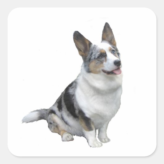 Blauw Merle Welsh Corgi Vierkante Sticker (Voorkant)