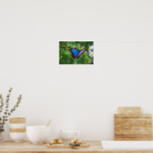 Blauw Morpho Butterfly Canvas Afdrukken Poster (Keuken)