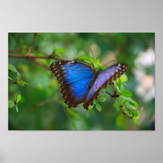 Blauw Morpho Butterfly Canvas Afdrukken Poster (Voorkant)