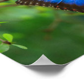 Blauw Morpho Butterfly Canvas Afdrukken Poster (Hoek)