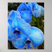 Blauw Mystique Orchids Poster (Voorkant)