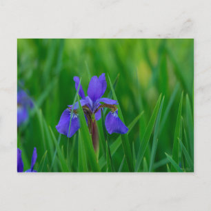 Blauw Nederlands onder bladeren Briefkaart