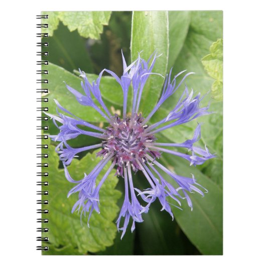Blauw Notitieboek van Cornflower (Voorkant)