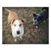 blauw-ogen + bruinogen foto afdruk (Voorkant)