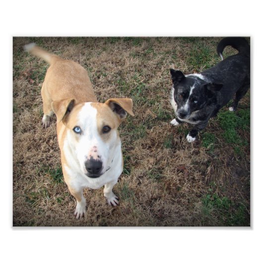 blauw-ogen + bruinogen foto afdruk (Voorkant)