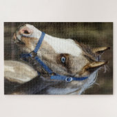 Blauw-ogig veulen legpuzzel (Horizontaal)