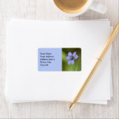 Blauw Ooggras Wildflower Bloemen Labels (Insitu)