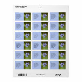 Blauw Ooggras Wildflower Bloemen Labels (Full Sheet)