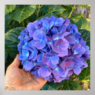 Blauw Paarse Hortensia in Hand Botanische Kunst Poster