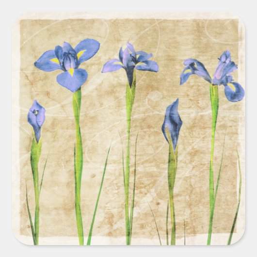 Blauw Paarse iris bloemen bruine achtergrond bloem Vierkante Sticker (Voorkant)