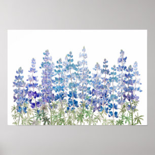 blauw paarse lupine bloemen horizontaal  poster