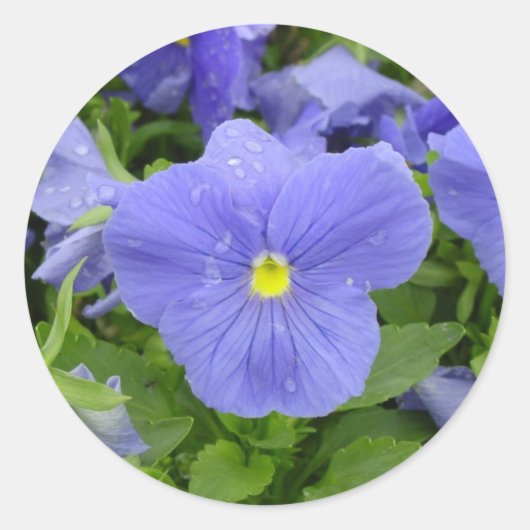 Blauw/Paarse Pansy Sticker (Voorkant)